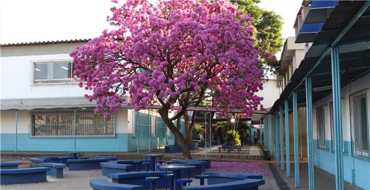 Prefeitura Municipal de Ipatinga - Floração de Ipê-rosa transforma a  paisagem urbana de Ipatinga