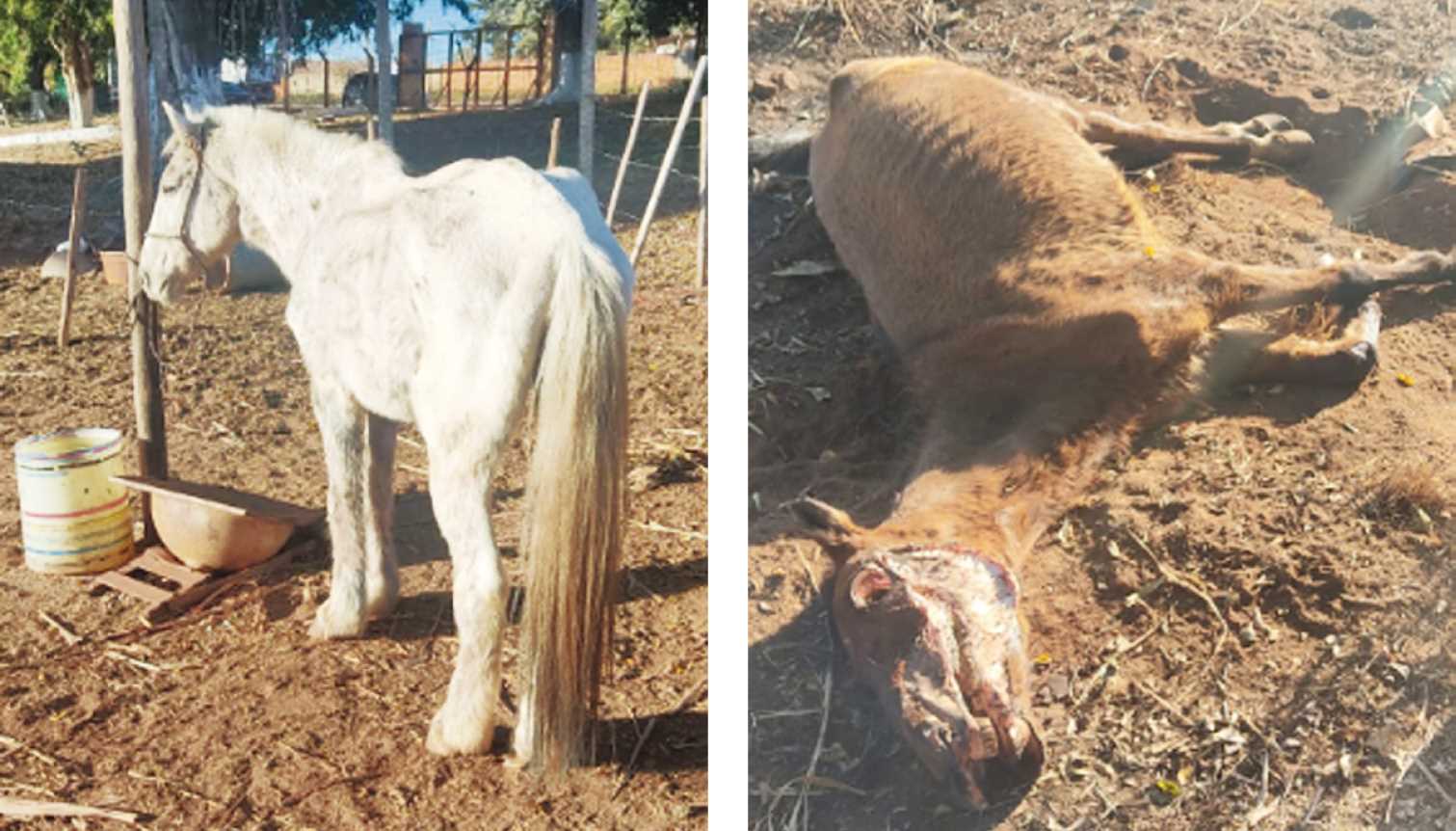 Após supostos maus-tratos, cuidadora de cavalo diz que animal é