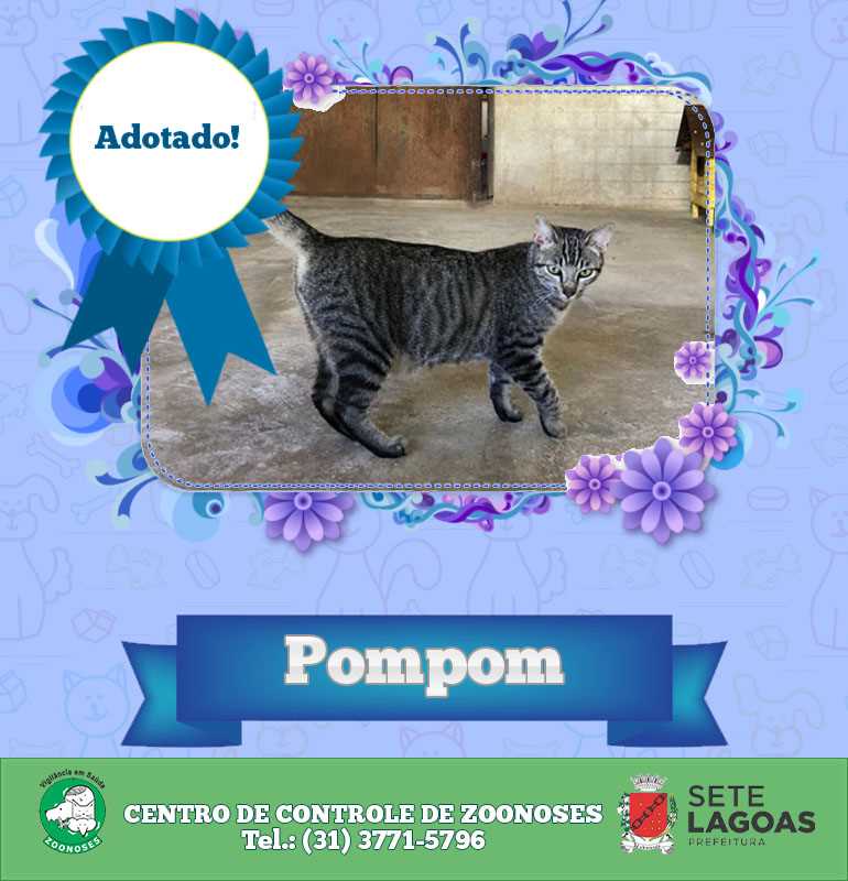 Pompom Adotado